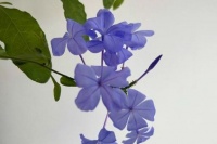 蓝雪花开花，蓝色雪花成簇绽放，诀窍有3个！