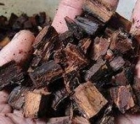 虎皮兰盆底埋点“它”，换好土40天就爆盆，新芽乱窜，叶子脚掌大