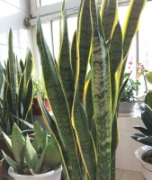 虎皮兰不生长？改变2条件，虎皮兰蹭蹭长