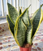 虎皮兰叶片卷曲是为什么？教你1招处理问题！