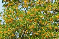 贾国勇：桂花十年今始开｜中原作家