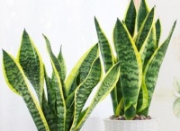 虎皮兰长得又快又壮，做好3件事，嫩芽呼呼冒，叶子宽又厚！