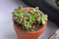 家居养花：想要养好多肉，一定要先养好根！