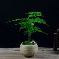 家居养花：宁可食无肉不可居无竹，那就养盆文竹吧！