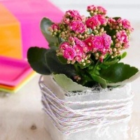 家居养花：长寿花原来这么多优点，有利于家人健康长寿！