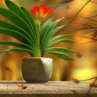 家居养花：养好君子兰很简单，只需要在盆土中加点料就可以了！