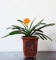 家居养花：养花盆土多加一样东西，养花不再烂根了！