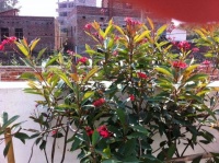 家居养花：3种花期超长的盆栽，适合新手养护！