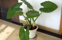 家居养花：天然的空气净化器，吸烟者养两盆烟尘全无！
