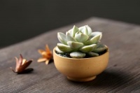 家居养花：萌系高颜值，适合新手养护，好看又好养！