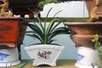 君子兰烂根这样来几刀，两周就能重新生根了！