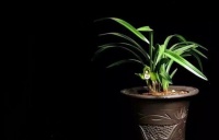 家居养花：在土中撒点这些东西，养兰10年也不叶黄！