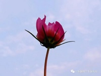 随笔：趁明天，趁心已成长，趁人未垂老