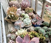 阳台养多肉，从4个方面下手，上色美爆满盆，长成群生老桩！