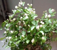 4月份，就养2种“花”，好看又好养，花朵一开就是100多天