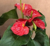 4种懒人“花”，漂亮花期长，耐阴又耐旱，好养易爆盆