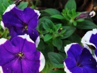 4种花夏天最适合新手养，只要土壤搭配对就能活，比绿萝好养多了