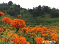 爱，忧伤的独语