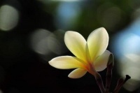 真正奸诈的人，往往很“狡猾”