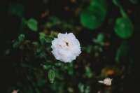 无论生活再难，都要做个心中有光的人