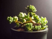 这些多肉香气浓郁，在家中摆一盆，室内空气甜香清新！