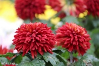 麻江蓝莓，草根管理文化精髓之：带出狼性团队的七个凡是