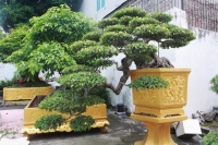 女子10年前低价买回2棵古树，制成盆景后有人出280万不肯卖