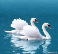 临湖沐晚晖，比翼倚天飞