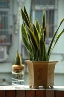 最容易“爆崽”的虎皮兰，这样来一刀，一盆变成10盆！