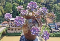 养多肉紫乐，了解掌握3个要点，上色美爆头快，长成漂亮老桩！