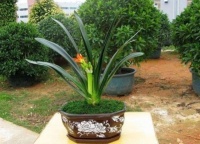 3种可以养到“超级大”的花，花友不妨试一试，能带来很多惊喜哦