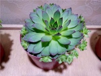 最能“爆崽”的多肉植物，一个盆都养不下！