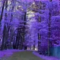 犹闻猫捉影，疑是夜归郎