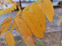 朱海梅：不属于你的，都会被冬天的风刮走｜散文选读