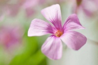 赏读 | 给心灵一米阳光，让心情常沐花香