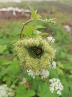 李文全随拍：原来花草也有自己的家呀