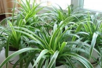 10种“空气净化器”级别的植物，便宜又好养，搬回家几盆，贼好看