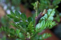 三种爱“吃醋”的花卉，一周喝一次，花苞蹭蹭往外冒！