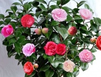 三种花谁见了都想养，一株开多色，啥不养也要养一盆它，美