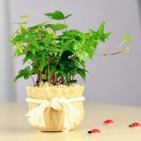 这些植物竟然能吸收香烟中的尼古丁，吸烟的小伙伴抓紧种一盆吧！