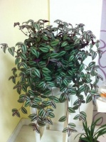 这种绿植现在种下去，三个月就能长爆盆!