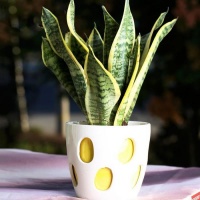 适合老年人养的花，家人有老人可以养养试试！