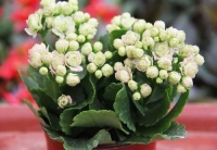 长寿花不开花，做好这几点，花开不败！