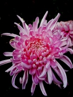 浅谈中天易学推动易经界高速发展