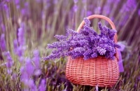 养花竟有这么多好处，看完还不抓紧养起来！