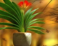 对君子兰这样做，保准可以花开不断！