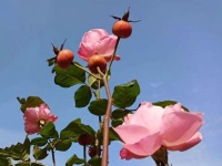 菊败芦枯霜雪至，容颜不改笑朝霞（七绝五首）