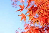 落叶空山，年华向晚，淡淡秋风微雨过，流光瘦减繁华