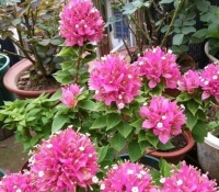 三角梅不开花，控水之前落下“这1步”，控完还是不开花