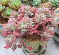 冬天垃圾堆旁这东西，遇见带回家，掺在花盆里，啥花都喜欢！